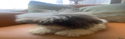 Shih Tzu dogs for sale: Beautiful imperial shihtzu pups for sale  - Advert 6