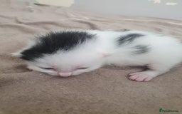 Mixed Breed cats for sale: Mixed breed kittens  - Image 2
