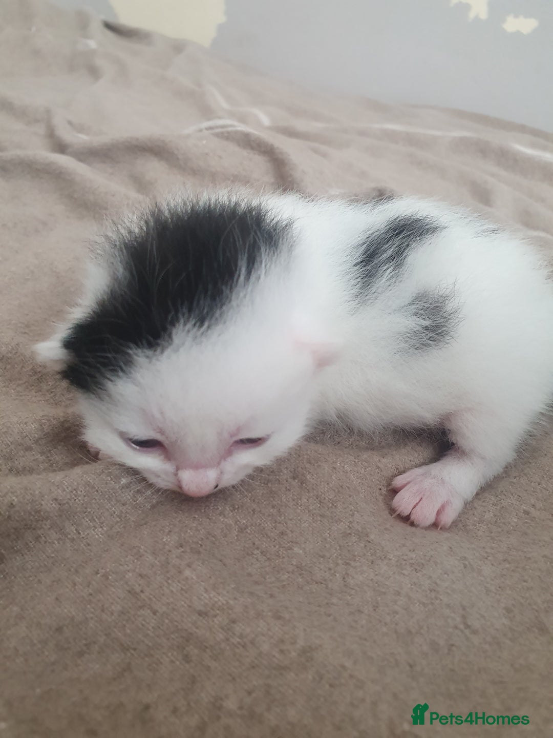 Mixed Breed cats for sale: Mixed breed kittens  - Image 2