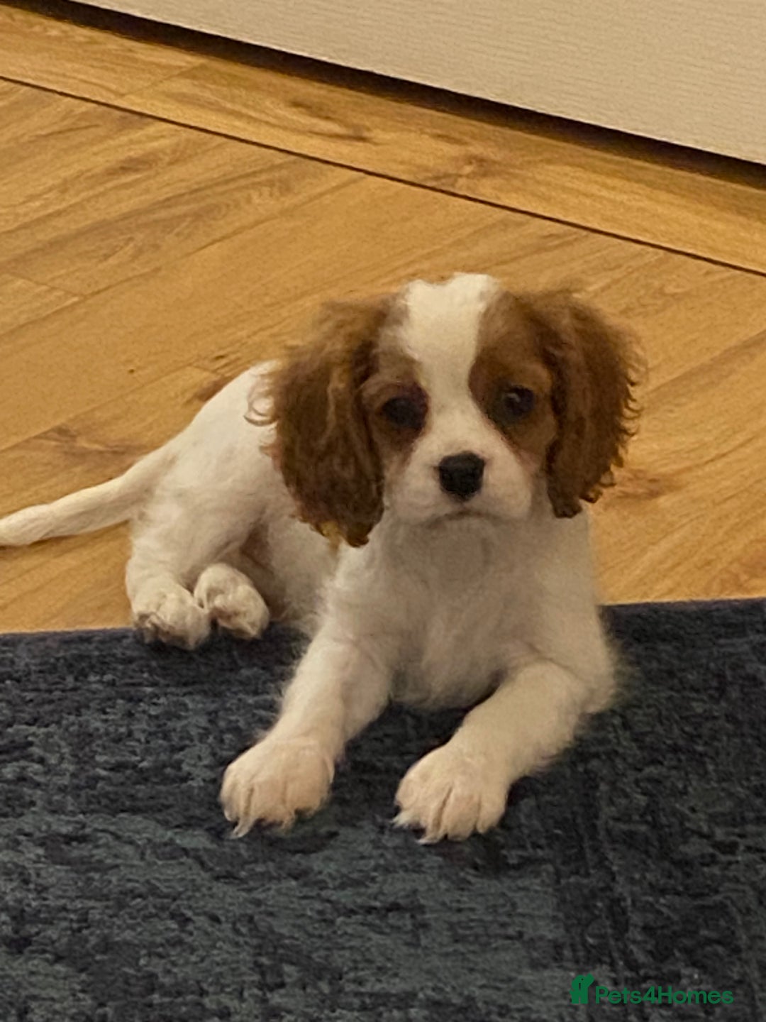 Cavalier King Charles Spaniel dogs for sale: Beautiful Blenheim Cavalier King Charles girl - Image 2