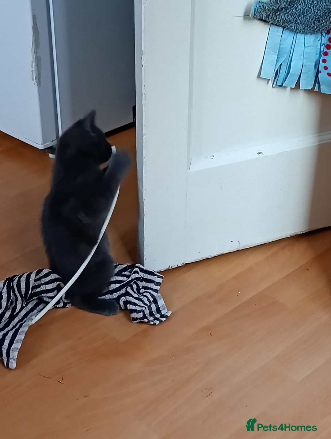 Mixed Breed cats for sale: Blue russian x European shorthair mix - Advert 7