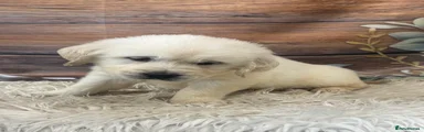 Golden Retriever 1