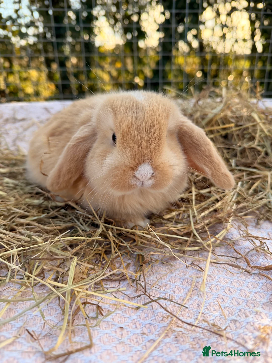 Mini Lop rabbits for sale: Gorgeous mini Lop babies  - Advert 33