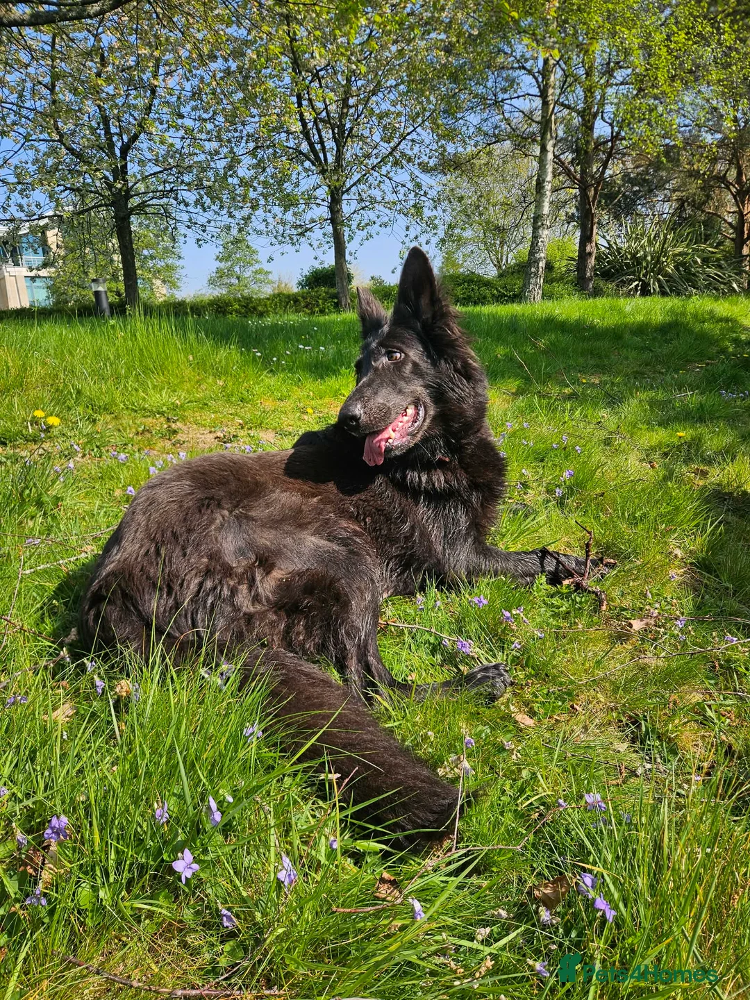 German Shepherd dogs for sale: KC registered blue german shepherd female - Advert 2