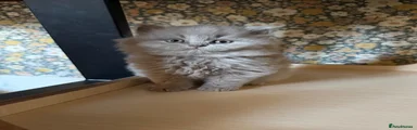 British Shorthair 3