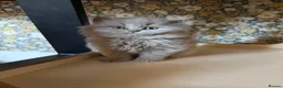 British Shorthair cats for sale: Beautiful British shorthairs  - Advert 6
