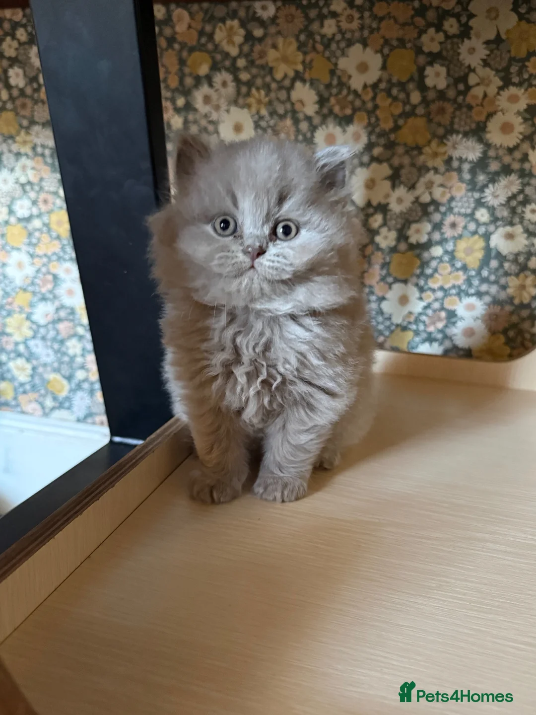 British Shorthair cats for sale: Beautiful British shorthairs  - Advert 6