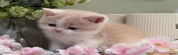 British Shorthair cats for sale: Stunning British Shorthair kittens  - Advert 14
