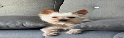 Yorkshire Terrier dogs for stud: KC Registered Blue & Tan Yorkshire Terrier STUD - Advert 11
