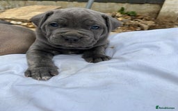 Mastiff dogs for sale: Mastiffs pups in Bury Saint Edmunds - Image 15