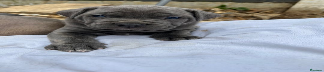 Mastiff Puppy 2