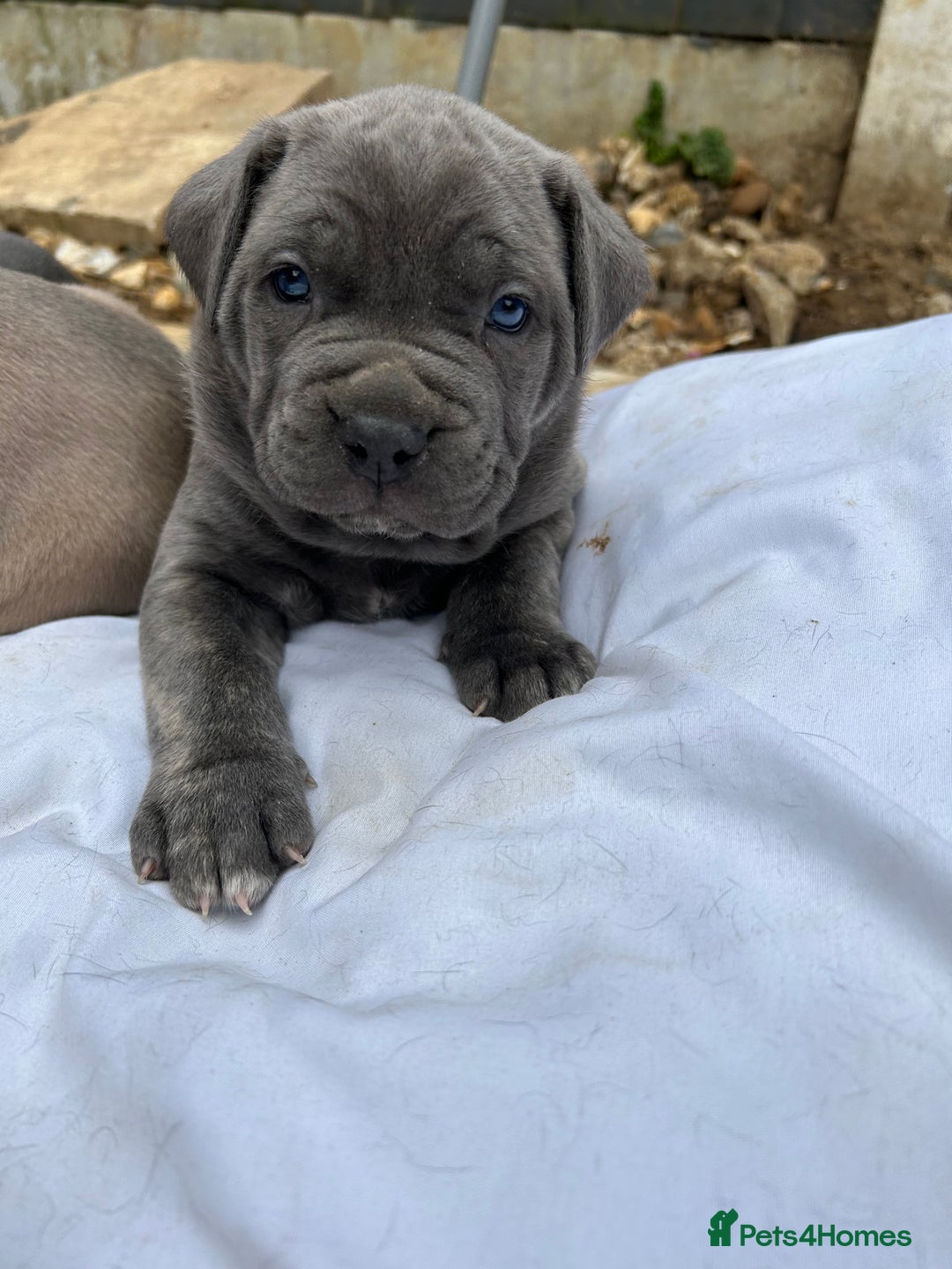 Mastiff dogs for sale: Mastiffs pups in Bury Saint Edmunds - Image 15