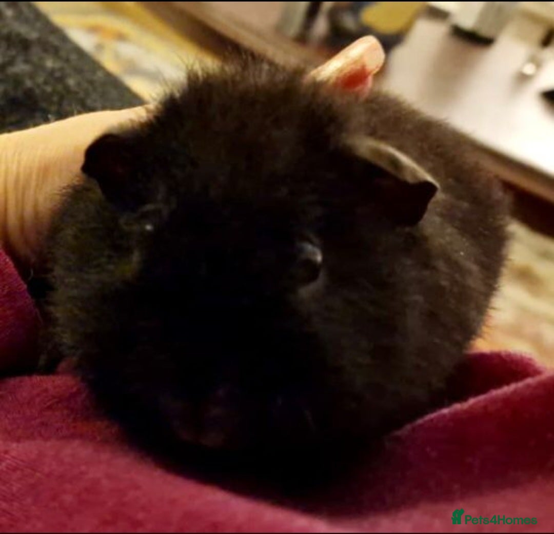 Guinea Pig rodents for sale: Bonded Rex Boar Brothers Arthur & Stanley - Advert 3