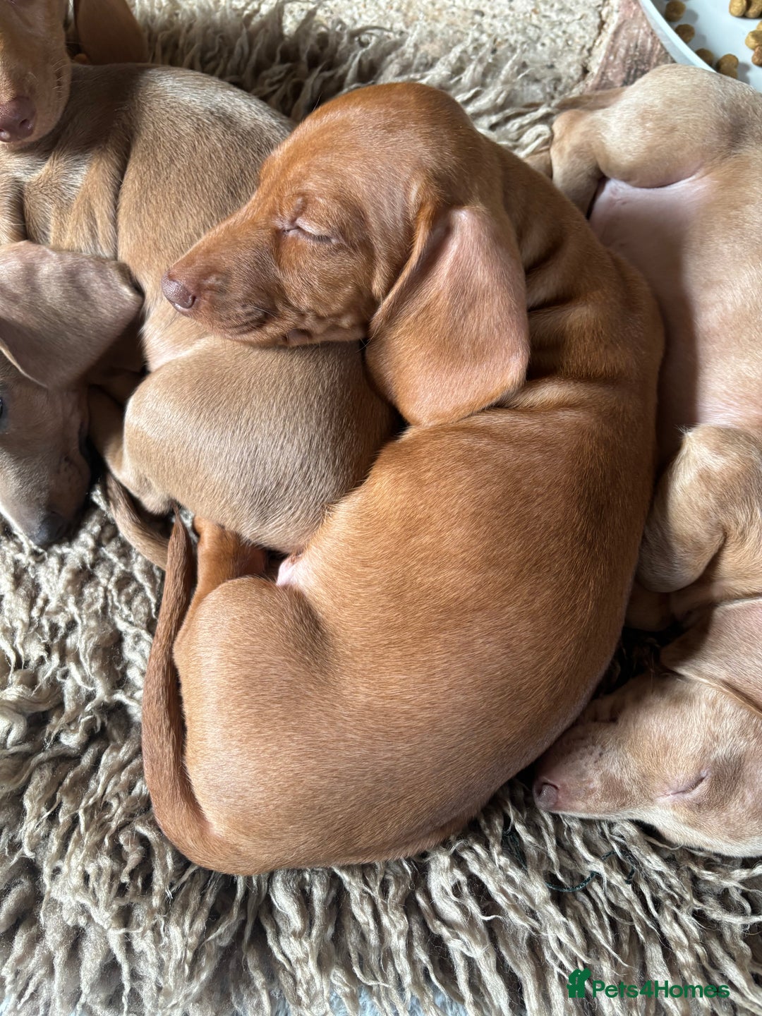 Miniature Dachshund dogs for sale: Now ready to leave 1 beautiful boy leftPRA clear - Advert 9