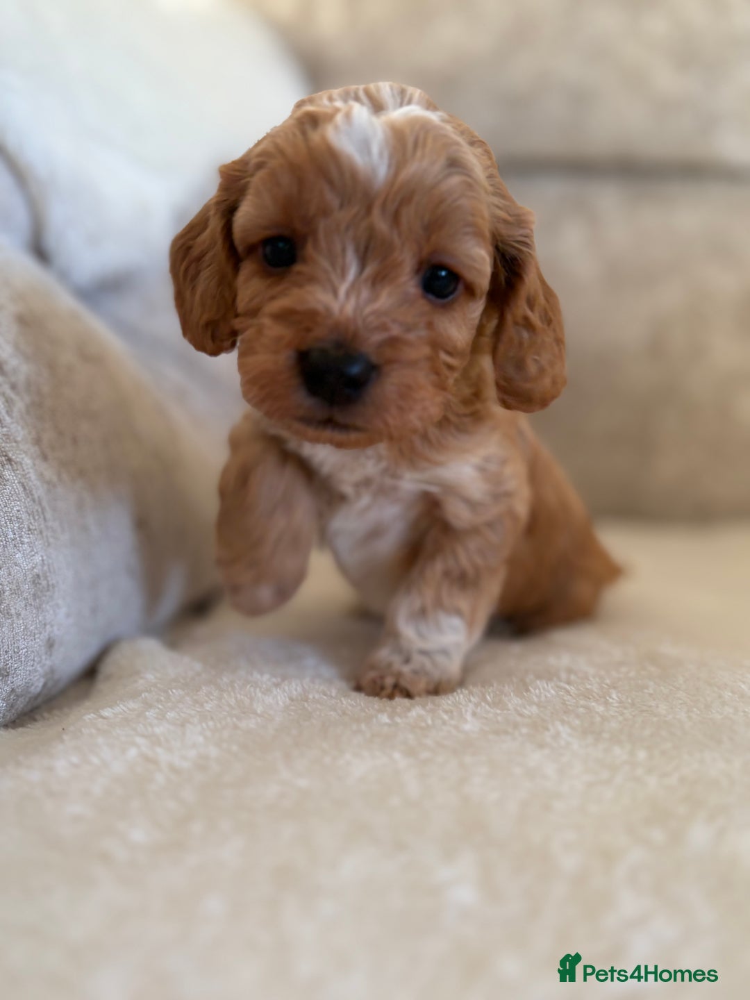 Cockapoo dogs for sale: F1 Cockapoo puppies - Advert 22