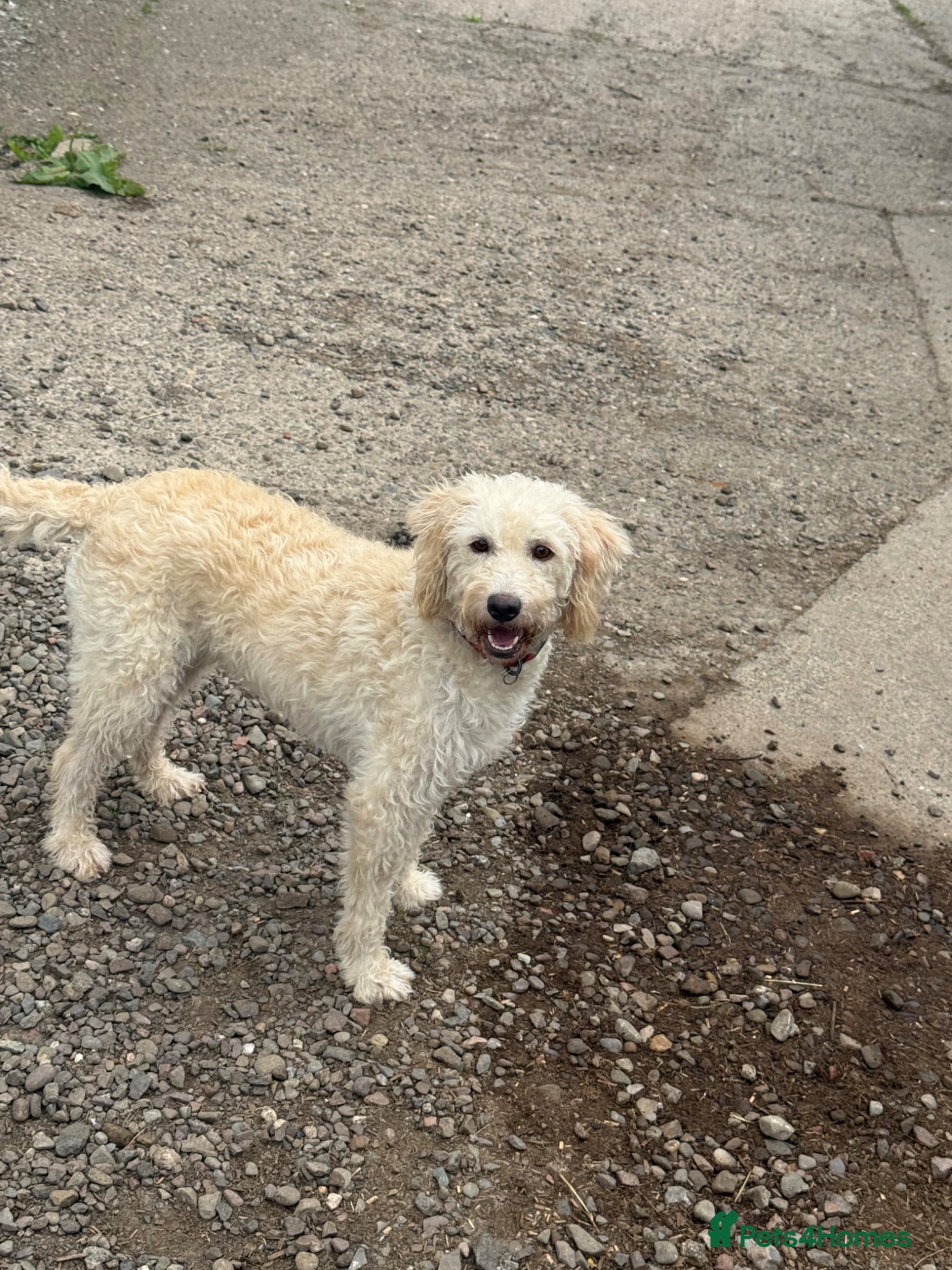 Labradoodle dogs for sale: F1 Miniature Spayed Female - Advert 4