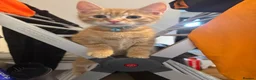 Mixed Breed cats for sale: Mixed ginger kitten - Advert 4