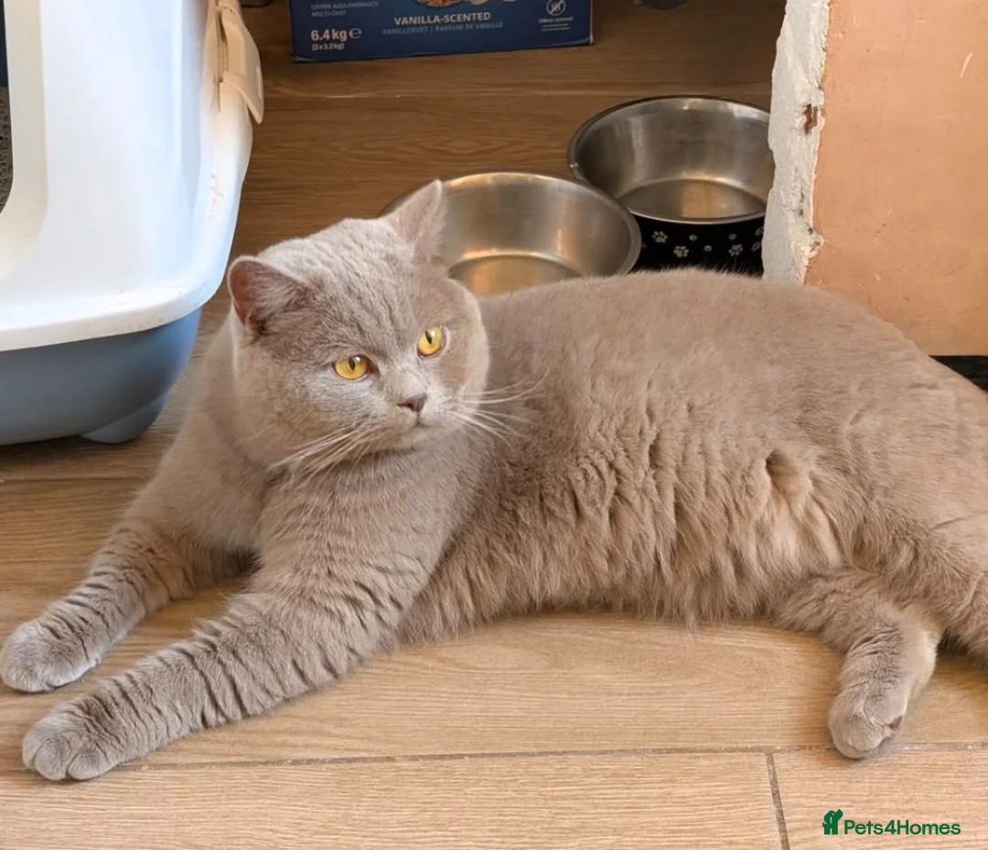 British Shorthair cats for sale: GCCF British Shorthair kittens  - Advert 8