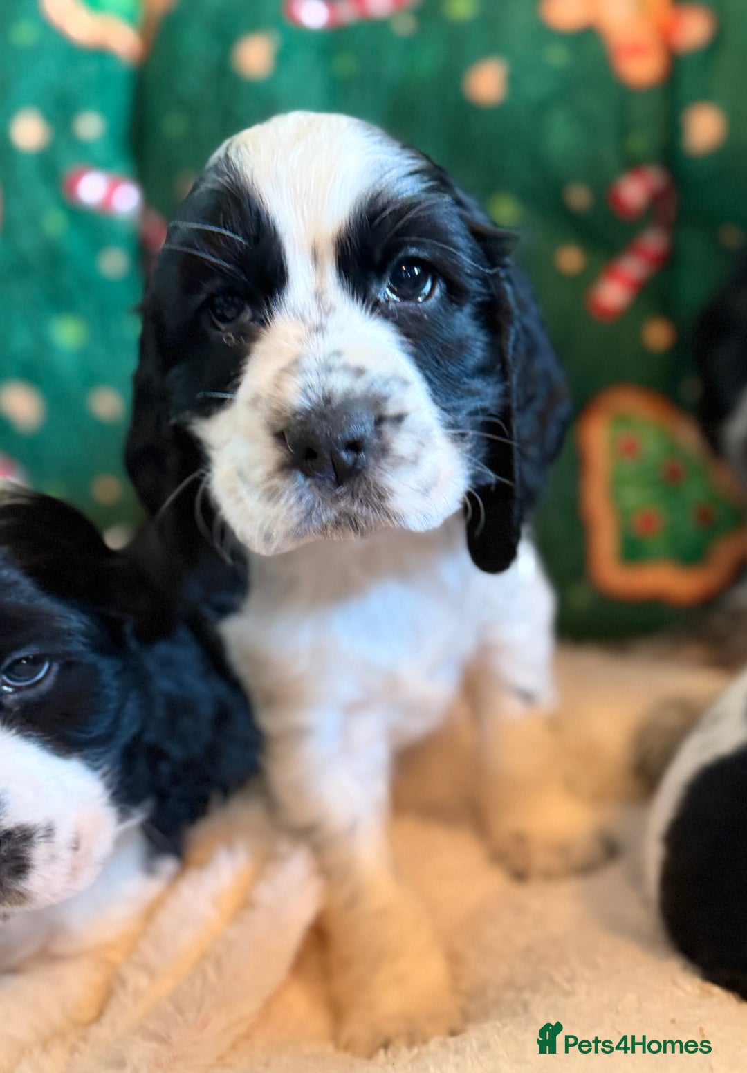 Cocker Spaniel dogs for sale: Stunning Blue Roan Pups Available - Advert 8