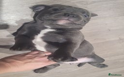 Staffordshire Bull Terrier dogs for sale: KC reg Blue Female Staffordshire bull terrier  - Image 2