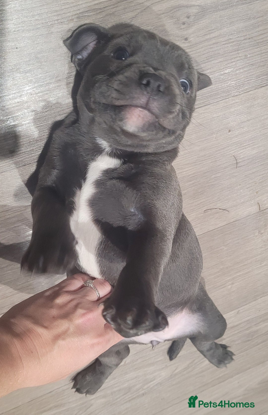 Staffordshire Bull Terrier dogs for sale: KC reg Blue Female Staffordshire bull terrier  - Image 2