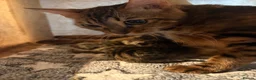 Bengal cats for sale: Registered and pedigreed Bengal cubs.  - Advert 3