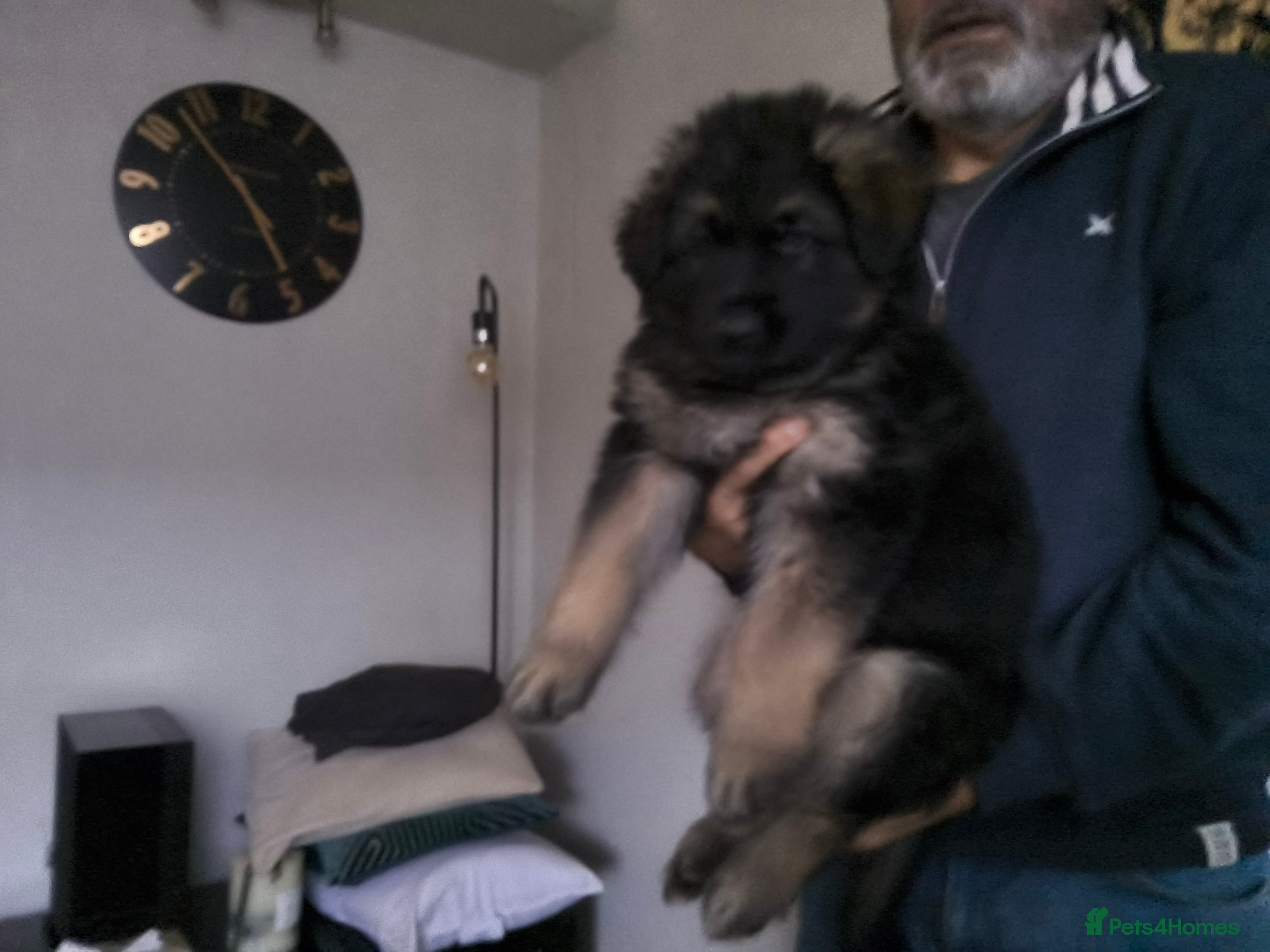 German Shepherd dogs  Pedigree German Shepherd pups straight backed - Advert 2