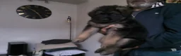 German Shepherd dogs for sale:  Pedigree German Shepherd pups straight backed - Advert 14