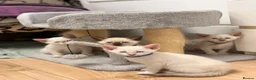 Siamese cats for sale: 🐾 Siamese kittens for sale 🐾 in Radstock - Advert 19