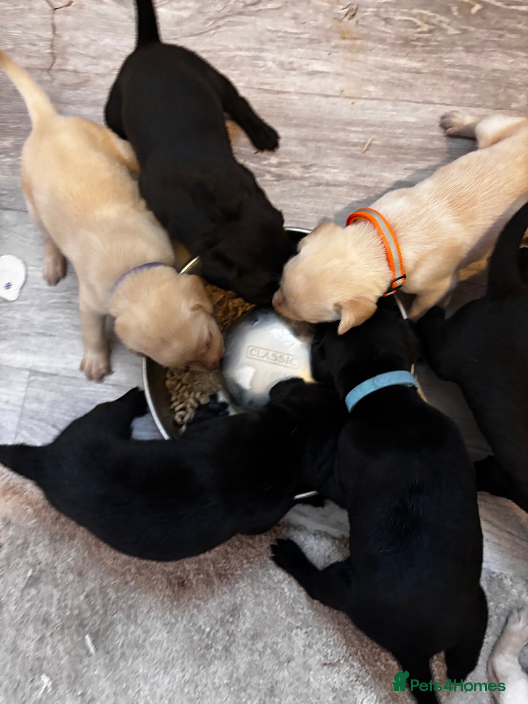 Labrador Retriever dogs for sale: KC Lab pups (from tested parents) REDUCED - Image 13