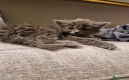 Mixed Breed cats for sale: Long haired Grey kittens  - Image 4