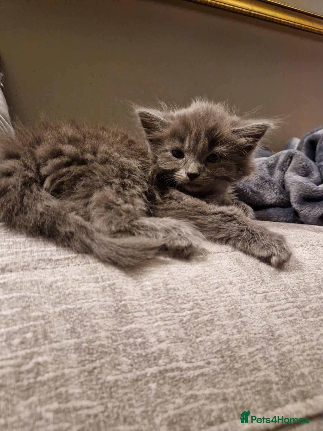 Mixed Breed cats for sale: Long haired Grey kittens  - Image 4