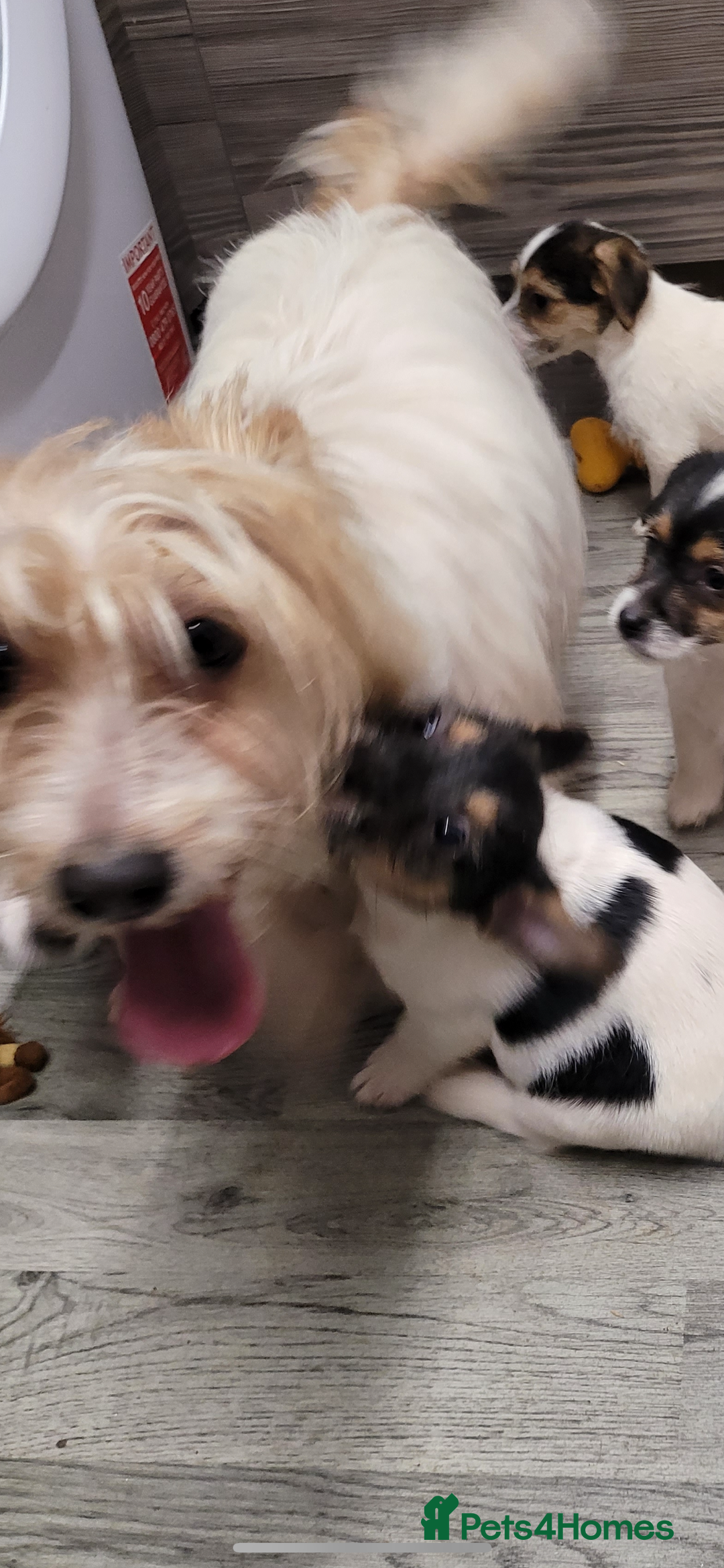 Jack Russell dogs for sale: Jack Russell 2 girls 1 boy - Advert 8