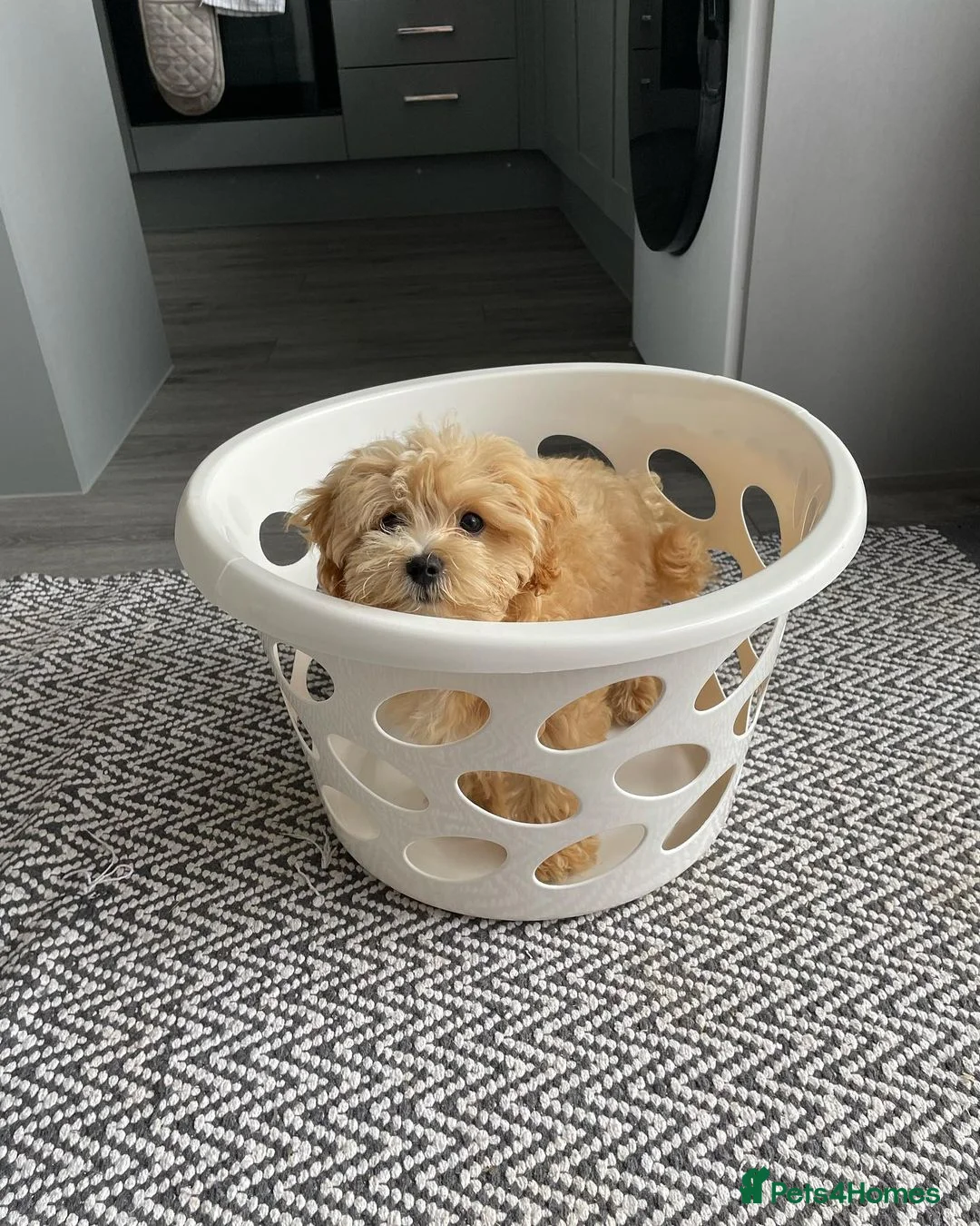 Mixed Breed dogs for sale: Alfie Champagne-Red  **  Maltipoo - Advert 7