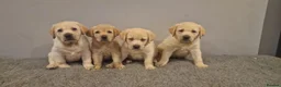 Labrador Retriever dogs for stud: Yellow/ gold labrador for the stud!!! in Thornton Heath - Advert 12