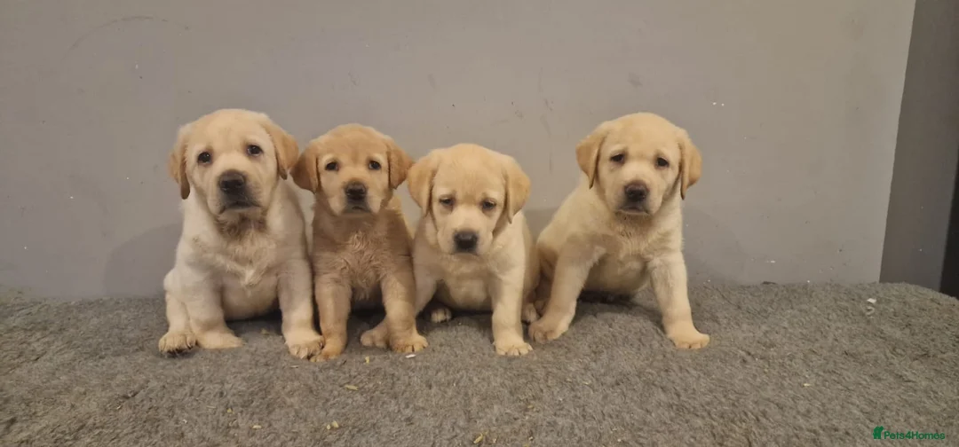 Labrador Retriever dogs for stud: Yellow/ gold labrador for the stud!!! in Thornton Heath - Advert 12