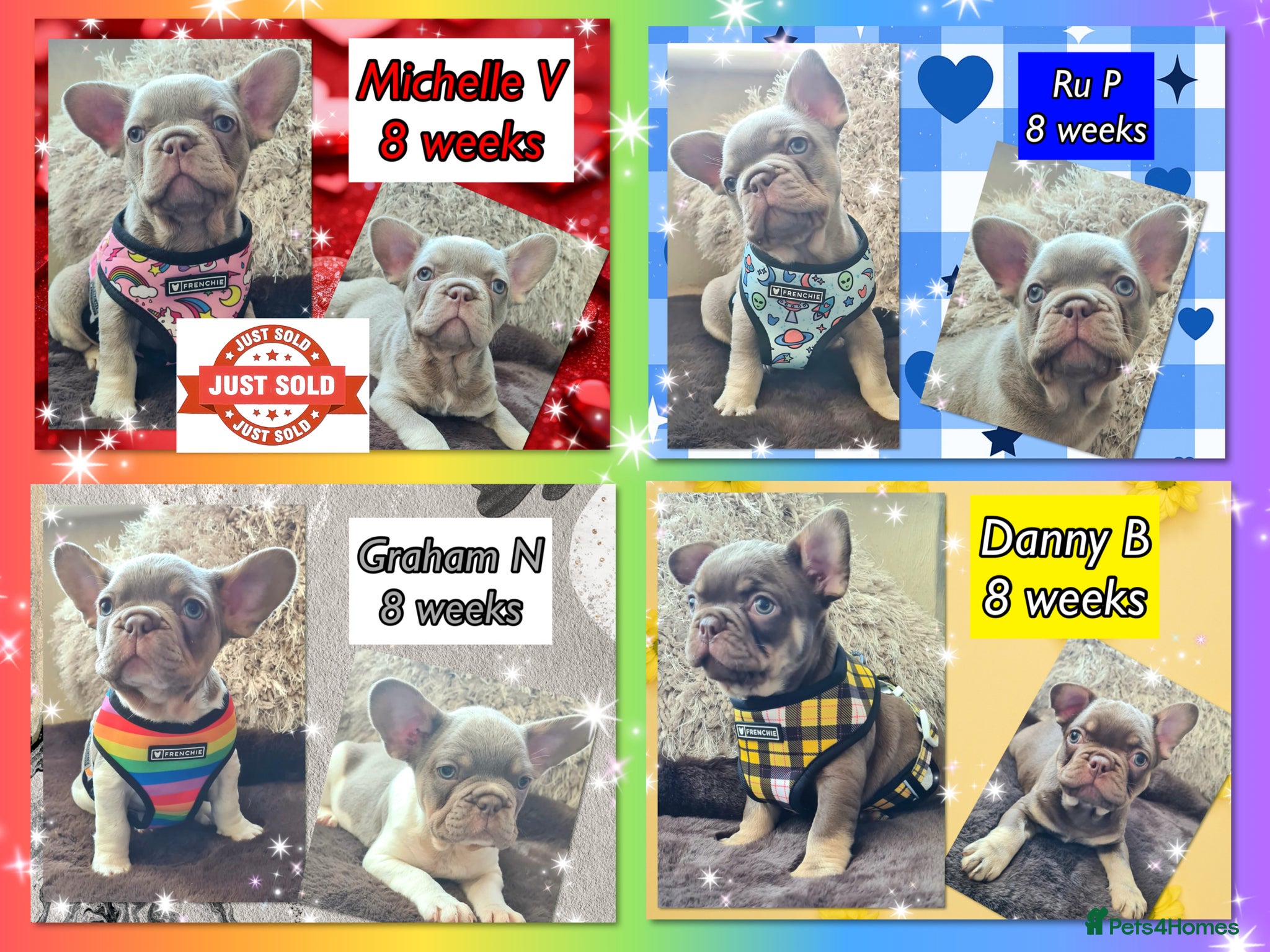 French Bulldog dogs Quality Puppies from highly health tested Parents - Advert 1