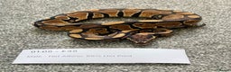 Python Snake reptiles for sale: Het Albino 66% Het Pied Royal Python (Ball Python) - Advert 5