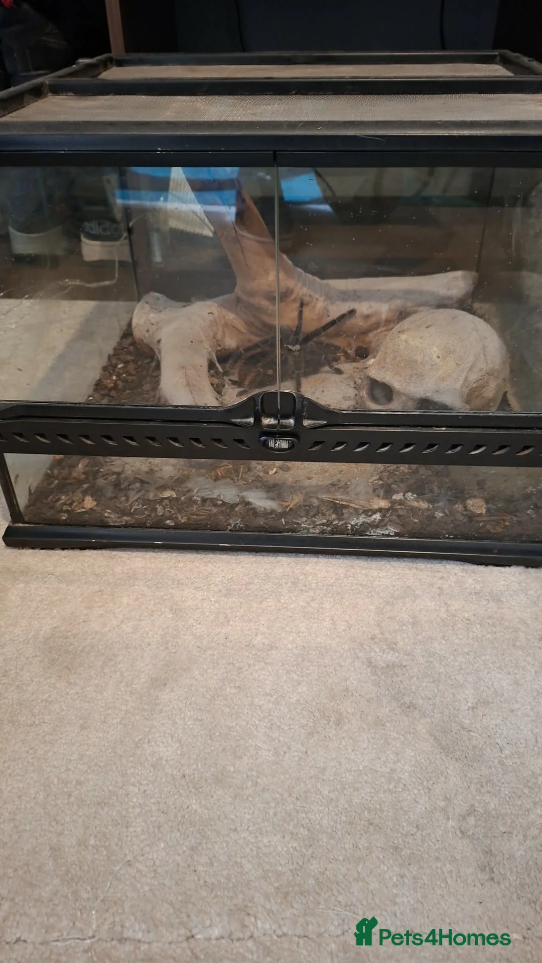 Tarantulas invertebrates for sale: Samon pink be and obt in Winchester - Advert 1