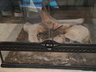 Tarantulas invertebrates Samon pink be and obt - Advert 3