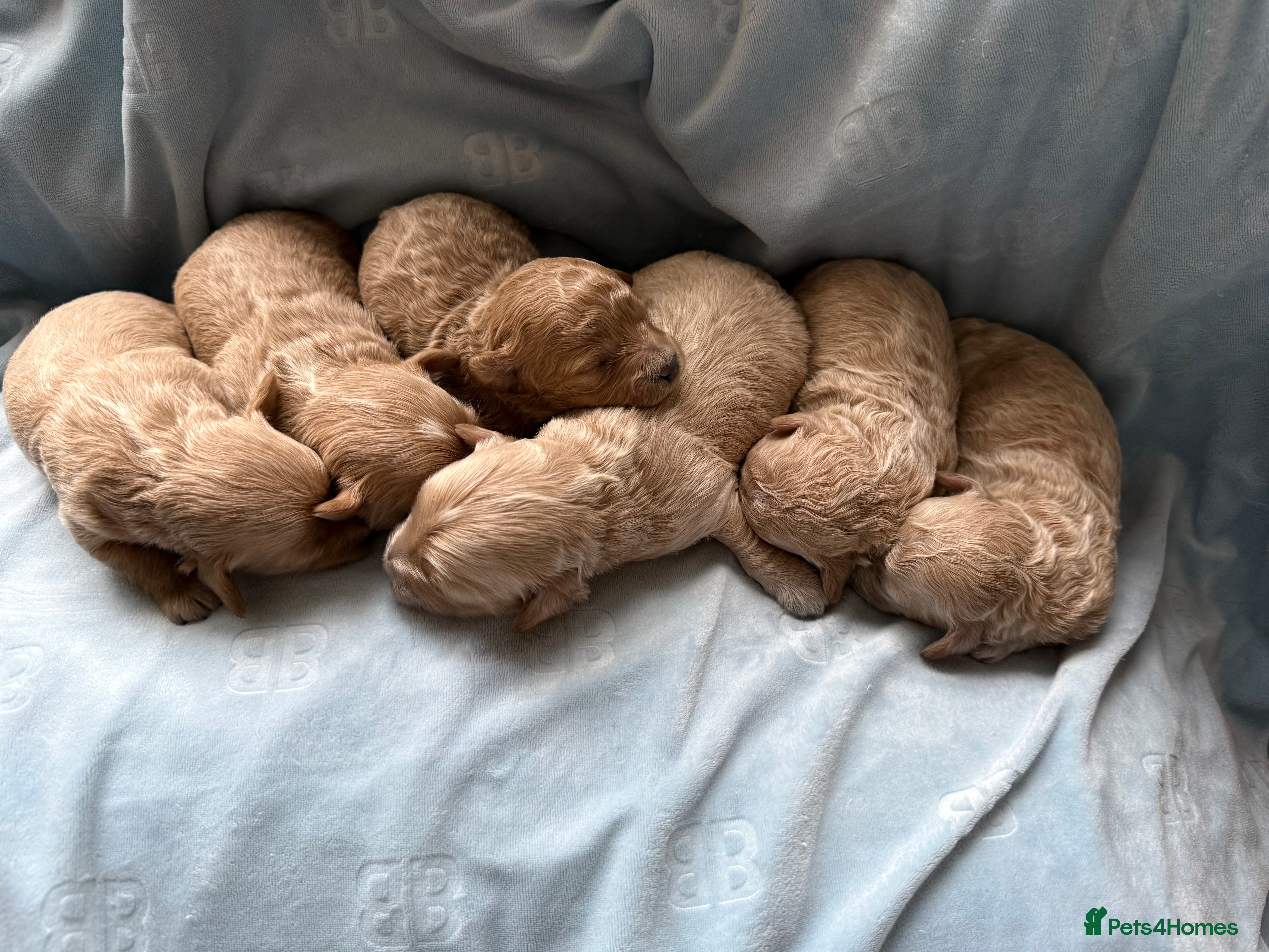 Maltipoo dogs Beautiful Maltipoo F1 Puppies - Advert 1