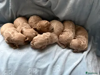 Maltipoo dogs Beautiful Maltipoo F1 Puppies - Advert 1