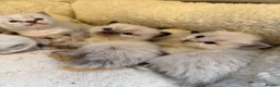 Ragdoll cats for sale: 3 gorgeous blue point male ragdolls. Ready now.  - Advert 24