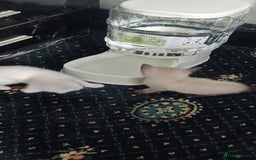 Ragdoll cats for sale: 3 quarters RAGDOLL KITTENS FOR SALE £150 - Image 19
