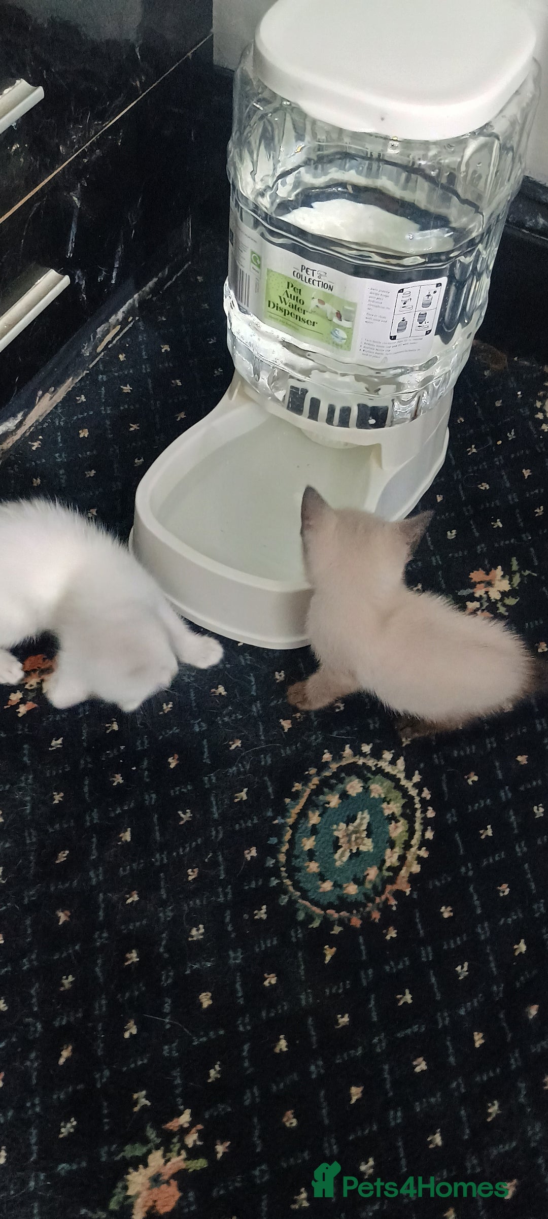 Ragdoll cats for sale: 3 quarters RAGDOLL KITTENS FOR SALE £150 - Image 19
