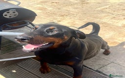 Dobermann dogs for sale: Kind Doberman female  - Image 2