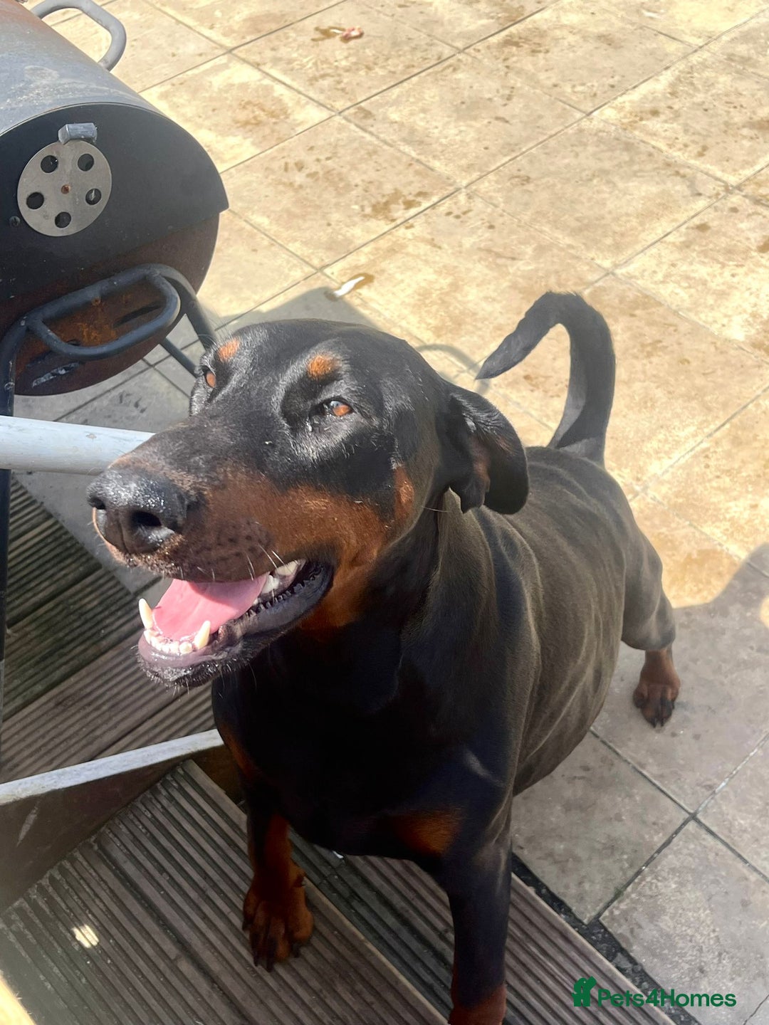 Dobermann dogs for sale: Kind Doberman female  - Image 2