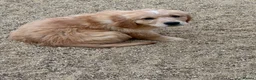 Golden Retriever dogs for sale: Stunning golden retriever puppies  - Advert 13