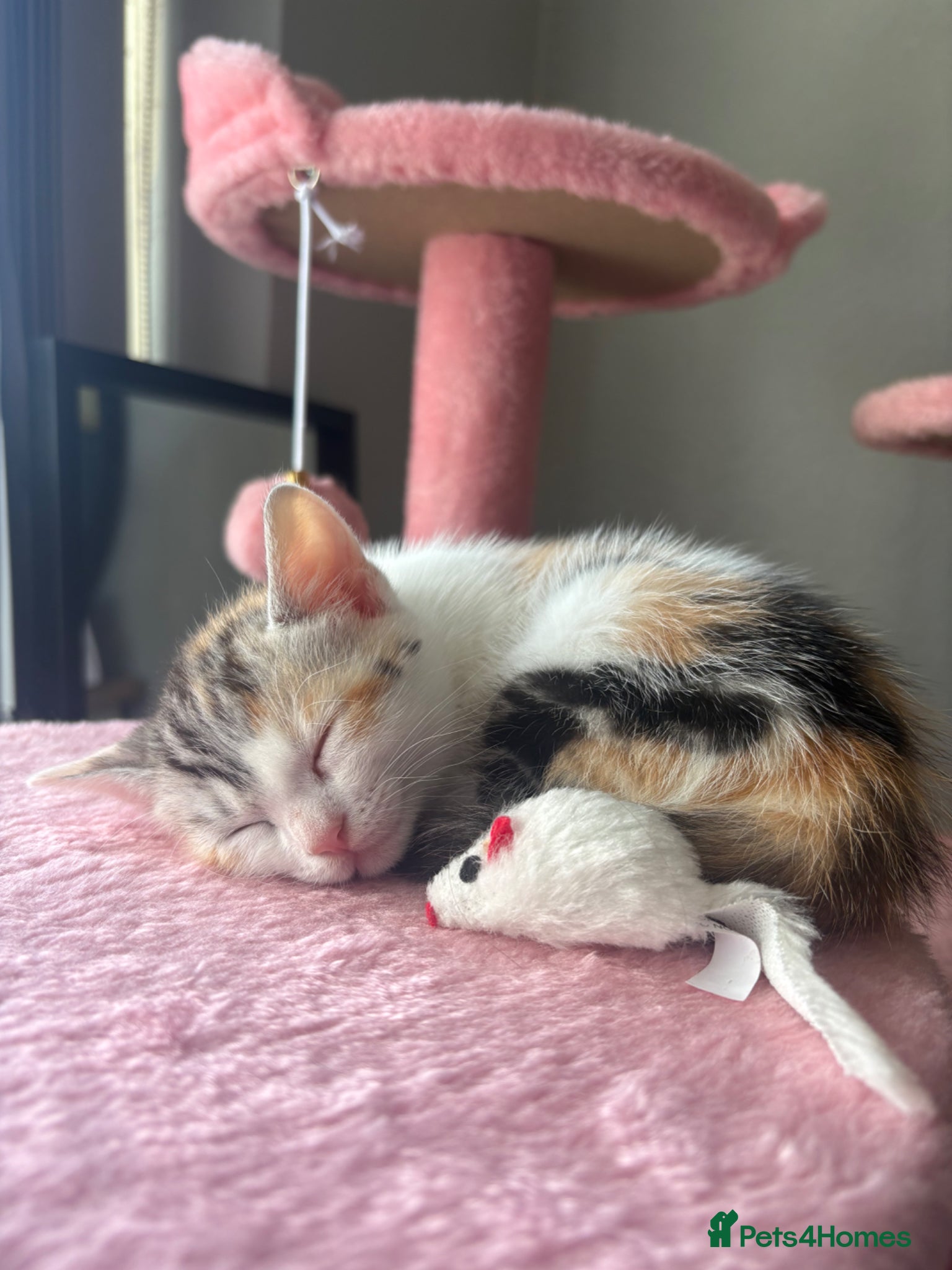 Mixed Breed cats Silver marble bengal cross kittens for sale  - Advert 21