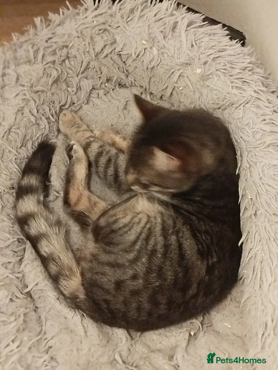 Domestic Shorthair cats for sale: Ziggi  - Advert 3